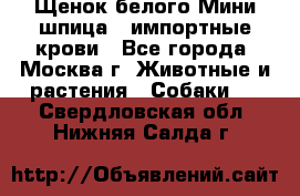 Щенок белого Мини шпица , импортные крови - Все города, Москва г. Животные и растения » Собаки   . Свердловская обл.,Нижняя Салда г.